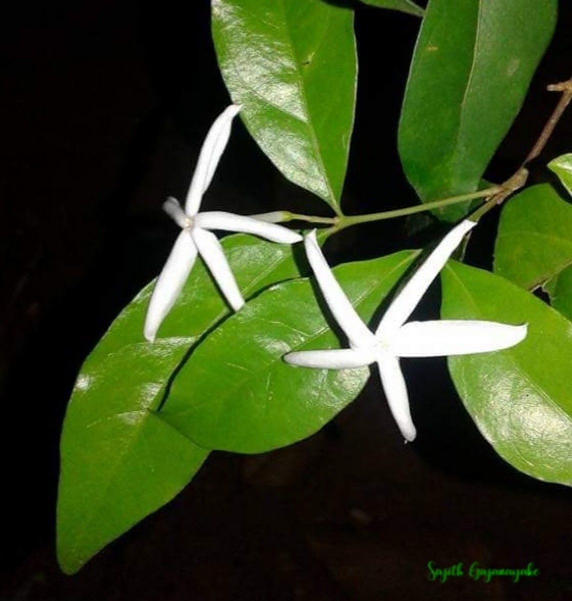 Coffea travancorensis Wight & Arn.